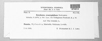 Jamesdicksonia dactylidis image